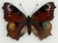 Aglais io (Inachis io) abb (Internet Image property of respective owner, non-commercial use only)